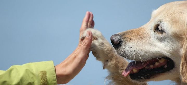 Todo sobre las terapias asistidas con animales