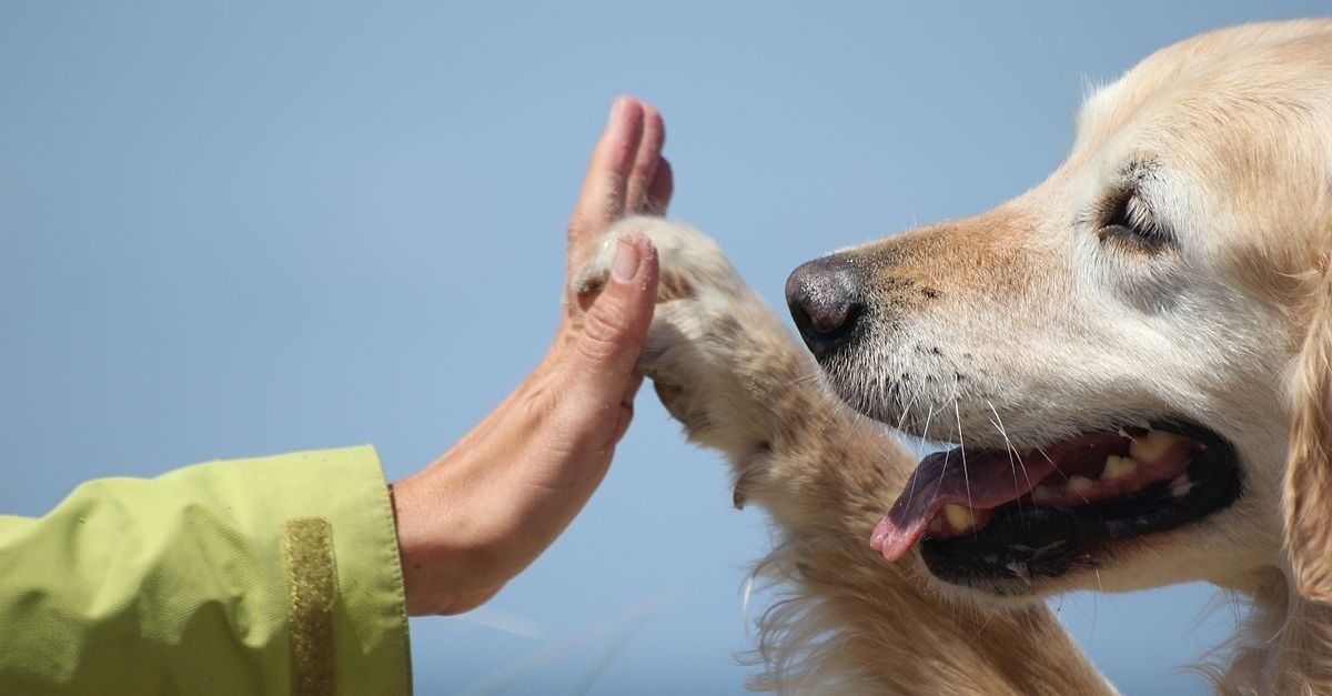 Terapia con animales