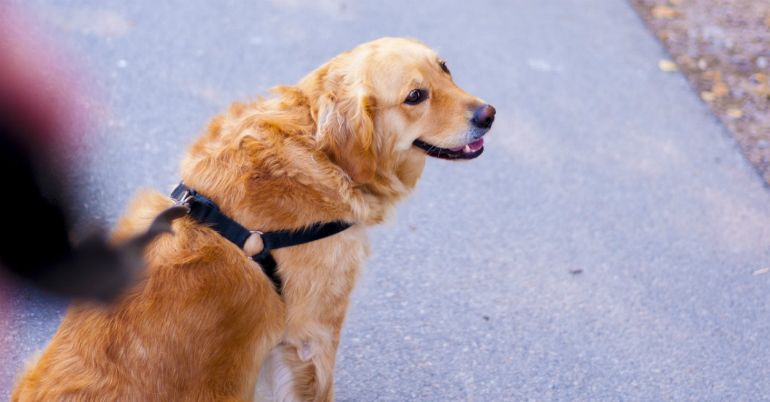 perros de asistencia